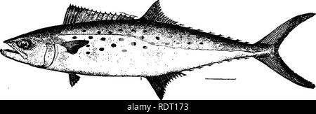 . Les poissons de Caroline du Nord . Les poissons. Catalogue SYSTÉMATIQUE DES POISSONS. 191 Le poisson atteint une taille importante, 9 ou 10 livres étant le maximum normal. Très exceptionnellement, toutefois, il devient plus grande ; et il y a quelques années l'un a été trouvé dans l'État de Washington (D. C.) du marché de la baie de Chesapeake qui était de 41 pouces de long et pesait 25 livres ; il a été vu et identifié par le Professeur B. W. Evermann et les autres membres de l'United States Bureau of Fisheries. Sans doute le poisson fraye tout au long de l'ensemble de sa gamme sur l'United States Coast, mais, comme indiqué ci-après, apparemment très peu de rester sur le Nord Caro- lina Banque D'Images