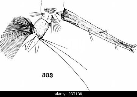 . Les moustiques de l'Amérique du Nord et en Amérique centrale et aux Antilles. Les moustiques. 333. Veuillez noter que ces images sont extraites de la page numérisée des images qui peuvent avoir été retouchées numériquement pour plus de lisibilité - coloration et l'aspect de ces illustrations ne peut pas parfaitement ressembler à l'œuvre originale.. Howard, L. O. (Leland Ossian), 1857-1950 ; Dyar, G. Harrison Harrison (gris), 1866-1929, coauteur ; Knab, Frederick, 1865- coauteur. Washington, D. C. , Carnegie Institution of Washington Banque D'Images