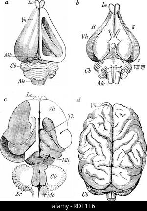 . Principes du zoo économique ?logie. Zoologie, économique. MAMMALIA 317 mammifères. Les organes sont dans la partie supérieure de la trachée au lieu de l'inférieur, comme dans les oiseaux.. Fig. 259.-a, le cerveau de lapin, d'en haut ; le toit de l'hémi- sphère droite est supprimé de manière à f.poser le ventricule latéral ; h, la même d'en bas ; c, cerveau de chat, sur le côté droit la partie postérieure et latérale de l'hémisphère est enlevé, et presque autant sur le côté gauche, et la plus grande partie des hémisphères du cervelet ont été supprimés ; d, cerveau d'orang (a, b, c, après Gegenbaur ; d, du regne animal) : Banque D'Images