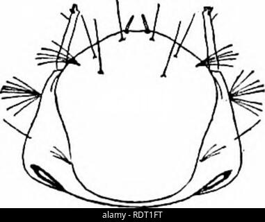 . Les moustiques de l'Amérique du Nord et en Amérique centrale et aux Antilles. Les moustiques. . Veuillez noter que ces images sont extraites de la page numérisée des images qui peuvent avoir été retouchées numériquement pour plus de lisibilité - coloration et l'aspect de ces illustrations ne peut pas parfaitement ressembler à l'œuvre originale.. Howard, L. O. (Leland Ossian), 1857-1950 ; Dyar, G. Harrison Harrison (gris), 1866-1929, coauteur ; Knab, Frederick, 1865- coauteur. Washington, D. C. , Carnegie Institution of Washington Banque D'Images