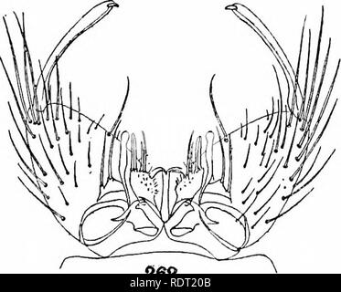 . Les moustiques de l'Amérique du Nord et en Amérique centrale et aux Antilles. Les moustiques. 260 261. 262. Veuillez noter que ces images sont extraites de la page numérisée des images qui peuvent avoir été retouchées numériquement pour plus de lisibilité - coloration et l'aspect de ces illustrations ne peut pas parfaitement ressembler à l'œuvre originale.. Howard, L. O. (Leland Ossian), 1857-1950 ; Dyar, G. Harrison Harrison (gris), 1866-1929, coauteur ; Knab, Frederick, 1865- coauteur. Washington, D. C. , Carnegie Institution of Washington Banque D'Images