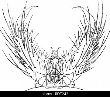 . Les moustiques de l'Amérique du Nord et en Amérique centrale et aux Antilles. Les moustiques. 204. 206. Veuillez noter que ces images sont extraites de la page numérisée des images qui peuvent avoir été retouchées numériquement pour plus de lisibilité - coloration et l'aspect de ces illustrations ne peut pas parfaitement ressembler à l'œuvre originale.. Howard, L. O. (Leland Ossian), 1857-1950 ; Dyar, G. Harrison Harrison (gris), 1866-1929, coauteur ; Knab, Frederick, 1865- coauteur. Washington, D. C. , Carnegie Institution of Washington Banque D'Images