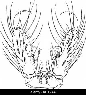 . Les moustiques de l'Amérique du Nord et en Amérique centrale et aux Antilles. Les moustiques. 203. 204. Veuillez noter que ces images sont extraites de la page numérisée des images qui peuvent avoir été retouchées numériquement pour plus de lisibilité - coloration et l'aspect de ces illustrations ne peut pas parfaitement ressembler à l'œuvre originale.. Howard, L. O. (Leland Ossian), 1857-1950 ; Dyar, G. Harrison Harrison (gris), 1866-1929, coauteur ; Knab, Frederick, 1865- coauteur. Washington, D. C. , Carnegie Institution of Washington Banque D'Images