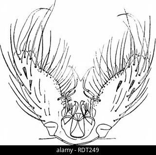 . Les moustiques de l'Amérique du Nord et en Amérique centrale et aux Antilles. Les moustiques. 201 202. 203. Veuillez noter que ces images sont extraites de la page numérisée des images qui peuvent avoir été retouchées numériquement pour plus de lisibilité - coloration et l'aspect de ces illustrations ne peut pas parfaitement ressembler à l'œuvre originale.. Howard, L. O. (Leland Ossian), 1857-1950 ; Dyar, G. Harrison Harrison (gris), 1866-1929, coauteur ; Knab, Frederick, 1865- coauteur. Washington, D. C. , Carnegie Institution of Washington Banque D'Images