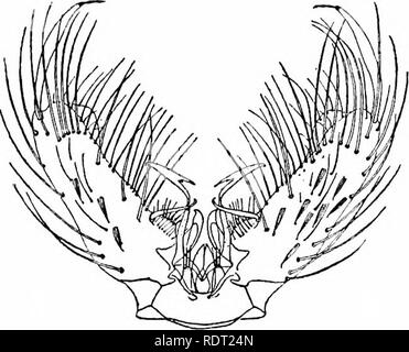 . Les moustiques de l'Amérique du Nord et en Amérique centrale et aux Antilles. Les moustiques. 196 199. 197. Veuillez noter que ces images sont extraites de la page numérisée des images qui peuvent avoir été retouchées numériquement pour plus de lisibilité - coloration et l'aspect de ces illustrations ne peut pas parfaitement ressembler à l'œuvre originale.. Howard, L. O. (Leland Ossian), 1857-1950 ; Dyar, G. Harrison Harrison (gris), 1866-1929, coauteur ; Knab, Frederick, 1865- coauteur. Washington, D. C. , Carnegie Institution of Washington Banque D'Images