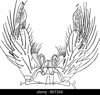 . Les moustiques de l'Amérique du Nord et en Amérique centrale et aux Antilles. Les moustiques. 154. Veuillez noter que ces images sont extraites de la page numérisée des images qui peuvent avoir été retouchées numériquement pour plus de lisibilité - coloration et l'aspect de ces illustrations ne peut pas parfaitement ressembler à l'œuvre originale.. Howard, L. O. (Leland Ossian), 1857-1950 ; Dyar, G. Harrison Harrison (gris), 1866-1929, coauteur ; Knab, Frederick, 1865- coauteur. Washington, D. C. , Carnegie Institution of Washington Banque D'Images