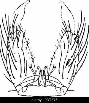 . Les moustiques de l'Amérique du Nord et en Amérique centrale et aux Antilles. Les moustiques. 148 168. Veuillez noter que ces images sont extraites de la page numérisée des images qui peuvent avoir été retouchées numériquement pour plus de lisibilité - coloration et l'aspect de ces illustrations ne peut pas parfaitement ressembler à l'œuvre originale.. Howard, L. O. (Leland Ossian), 1857-1950 ; Dyar, G. Harrison Harrison (gris), 1866-1929, coauteur ; Knab, Frederick, 1865- coauteur. Washington, D. C. , Carnegie Institution of Washington Banque D'Images