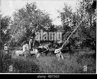 . Les animaux et l'homme ; un manuel élémentaire de zoologie et de physiologie humaine. Zoologie, physiologie. 184 LES ANIMAUX ET L'HOMME les particules solides. Maintenant D'après comme un nuisible Insectes se nourrissent par l'une ou l'autre de ces manières, la pulvérisation d'insecticide ou toxiques doivent être spécialement choisis. Pour ceux à l'usine- clouer les insectes qui ont la bouche-parties et d'avoir les yeux et d'avaler des morceaux de fruits ou de feuilles ou de rameaux tous les coléoptères, chenilles, limaces, sauterelles, etc., sont de cette catégorie-certains. Fig. 90. Une pulvérisation de produits arsenicaux de poison sur pommiers contre l'codlin moth. (Photo par Dudley Moulton.) produits arsenicaux spr Banque D'Images