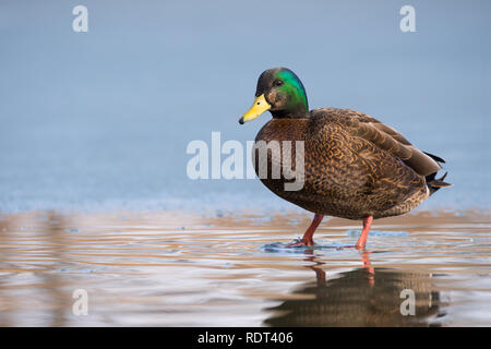 Un canard colvert patauge dans l'hybride non-encore-eau congelée à la baie Humber à Toronto, Ontario. Banque D'Images