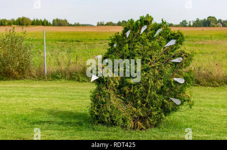 Vilnius, Lituanie - 8 septembre 2018 : en forme de paon bush dans un jardin topiaire. Paon vert fait figure de thuya. Banque D'Images