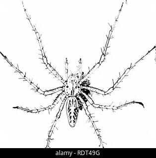 . Premières leçons en zoologie. Zoologie. 194 PREMIÈRES LEÇONS EN ZOOLOGIE poursuivants qui se cachent sous les pierres, les féroces-eyed httle fellows noir et rouge se cachent sur l'écorce des arbres, et le daintil)' comme ceux-crabe couleur couché tranquillement dans flower- tasses, appartiennent au non-web-groupe de tissage. Nous allons. Bof. 152.-UN-Spider web de tissage. (Grandeur nature, de la vie.) d'abord examiner celles de ce deuxième groupe, et que nous pourrions appeler la chasse-araignées. Sous les pierres ou menaçant dans la moitié-dissimulation ailleurs sur le terrain ma) readil)'' être trouvés certains noirâtres, plutôt velues, araignées, mostl)- de grande taille (fig. 153). E Banque D'Images