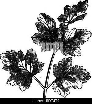 . Mon jardin, son plan et la culture en collaboration avec une description générale de sa géologie, de la botanique, et l'histoire naturelle. Le Jardinage. le brocoli, et, selon toute probabilité, causer des usines pour les produire. Fig 1080, no I, montre la petite larve.qui vit dans cette déformation, n° 2 la même amplifié ; nos 3 et 4 représentent la chrysalide, n° 5 l'insecte ailé au repos, et n° 6 la créature dans l'acte de voler. Il y a d'autres mouches qui apparaissent parfois en peu de nuages ; et dans l'été chaud f.g.-xrichocera hiemaiis loso.. de 1870 beaucoup de moustiques, les piqûres étaient très sévères, a visité notre les Banque D'Images