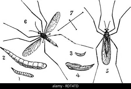. Mon jardin, son plan et la culture en collaboration avec une description générale de sa géologie, de la botanique, et l'histoire naturelle. Le jardinage. Diptères. 489. le brocoli, et, selon toute probabilité, causer des usines pour les produire. Fig 1080, no I, montre la petite larve.qui vit dans cette déformation, n° 2 la même amplifié ; nos 3 et 4 représentent la chrysalide, n° 5 l'insecte ailé au repos, et n° 6 la créature dans l'acte de voler. Il y a d'autres mouches qui apparaissent parfois en peu de nuages ; et dans l'été chaud f.g.-xrichocera hiemaiis loso.. de 1870 beaucoup de moustiques, les piqûres étaient très sévères, visitez Banque D'Images