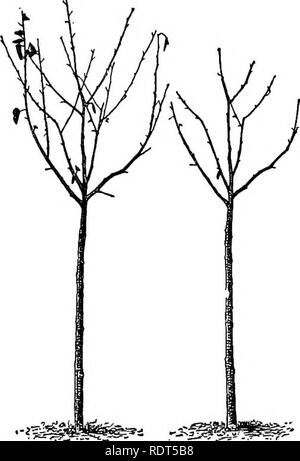 . Les principes de l'arboriculture fruitière, avec des applications à la pratique. La culture de fruits. 234 Les principes de la culture fruitière ; standard sur de très grandes blessures, il doit être renouvelé d'année en année. Toutes les blessures doivent être faites avec propre, coupes ordinaires.', sans modifier ou fissure. Le genre de haut. Lorsque l'arbre est planté, le producteur doit décider à quelle hauteur le top est d'être et aussi quelle forme ; et puis toutes les étapes ultérieures de l'élagage doit être réalisé de façon cohérente à cette fin. Dans l'ancien les vergers de l'Est et au nord, les sommets w^e souvent trop élevés, faible (près de 5 ou 6 pieds. Il est tout aussi facile Banque D'Images