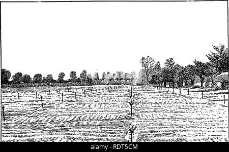 . Les principes de l'arboriculture fruitière, avec des applications à la pratique. La culture de fruits. Â 1 ^ ^^^^^^^ j Fig. 49. Le verger immédiatement après les arbres sont fixés.. Fig. 50. Verger nouvellement plantés, préparé pour une récolte de com.. Veuillez noter que ces images sont extraites de la page numérisée des images qui peuvent avoir été retouchées numériquement pour plus de lisibilité - coloration et l'aspect de ces illustrations ne peut pas parfaitement ressembler à l'œuvre originale.. Bailey, L. H. (Liberty Hyde), 1858-1954. New York : Macmillan Banque D'Images