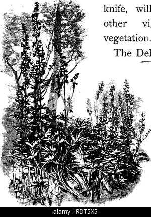 . Le jardin sauvage, ou la naturalisation et l'ensemble naturel des plantes exotiques rustiques avec un chapitre sur le jardin de la fleurs sauvages. Jardins, fleurs sauvages. Exemple de la Commande de fleurs Globe 39 avec l'entreprise et la Pétasite la pruche. La grande bleu riche sortes, et le bleu et blanc, une voyante sont cultivés dans des sols profonds, au cours de laquelle ils atteignent une grande taille. En cas de panne de fleur, comme beaucoup d'autres plantes vivaces majestueux, ils étaient souvent raides et laide au anciennes frontières et lits ; dans le jardin sauvage leurs formes majestueuses fleurs quand le temps est passé, plus liés en bottes ou en coupe par le couteau Banque D'Images