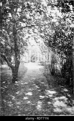 . Cour et jardin ; un livre d'informations pratiques pour le jardinier amateur en ville, village ou quartier. La floriculture. 249 arbustes. Le Bosquet à pied dans petite ville jardin. Veuillez noter que ces images sont extraites de la page numérisée des images qui peuvent avoir été retouchées numériquement pour plus de lisibilité - coloration et l'aspect de ces illustrations ne peut pas parfaitement ressembler à l'œuvre originale.. Baker, Tarkington, 1878-. L'Indianapolis, Bobbs-Merrill company Banque D'Images