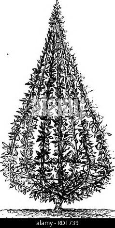 . Les parcs, promenades, &AMP ; Jardins de Paris, décrits et examinés en fonction des attentes de nos propres villes, et les jardins publics et privés. Jardins, Parcs. BRUNO r. 635 Fig. 374. Peach est cultivé dans une certaine mesure contre les murs, et de succès, certains des arbres à presque aussi bien que ceux de Montreuil, si les murs ne sont pas aussi élevés. Une grande partie de l'espace mural est consacrée à des cordons obliques du beurre de Pâques, et ce sont en excellent roulement, ils avaient été planté six ans, étaient d'environ douze pieds de long, et l'alésage de 10 à 15 fruits par. Planté à twe Banque D'Images