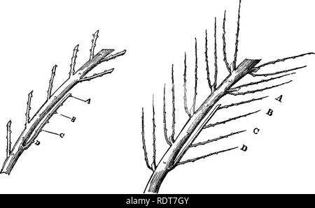 . Les parcs, promenades, &AMP ; Jardins de Paris, décrits et examinés en fonction des attentes de nos propres villes, et les jardins publics et privés. Jardins, Parcs. 452 LA PÊCHE JARDINS DE MONTREUIli. quatre à cinq cents, et ce sans blesser l'arbre dans le moindre degré. Comme pour le pincement de l'été tire après avoir été posées, il en est fait selon leur force ; hut le plus grand nombre sont pincé au niveau de 6 à 10 pouces, et les branches latérales que le ressort de ces sont bien sûr aussi pincé, shortish branches sont autorisés à se développer à leur pleine extension. Banque D'Images