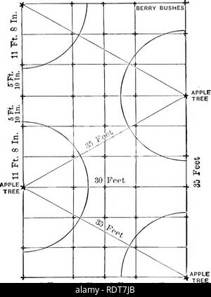 . Les principes de l'arboriculture fruitière. La culture de fruits. 274 Les principes de l'arboriculture fruitière. être planté environ 16 pieds de distance, et éclairci comme ils foule les uns les autres. "Les cerises acides ont besoin d'environ 18 à 20 pieds, tandis que les plus grandes variétés de patate douce en pleine croissance ont besoin de 20 pieds entièrement, et dans le temps, si elles ne sont pas tailler sévèrement, 40 pieds ou plus lorsqu'ils atteignent leur pleine taille. Vergers de pruniers doit varier POMMIER. 9 Ft, 0 Ft. 6 Ft. 0 Ft. Fig. 39. Petit réglage-fruits dans un verger. quelque peu en proximité avec les variétés plantées. Les grands vergers de pruneaux du versant du Pacifique sont définis à l'aide d'environ 20 Banque D'Images