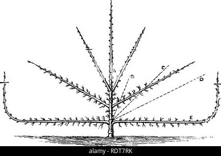 . Les parcs, promenades, &AMP ; Jardins de Paris, décrits et examinés en fonction des attentes de nos propres villes, et les jardins publics et privés. Jardins, Parcs. 376 LA PALMETTE VERRIER. épaississement à sa base. Au cours de la deuxième année plus de succursales doivent être autorisés à se développer, tout simplement parce que le formateur souhaite jeter toute la force qu'il peut dans les branches inférieures, qui sont d'être la plus longue. Parfois, cependant, la force de la branches basses permettra à la deuxième étape de branches pour être réalisés au cours de la deuxième année de formation. À la troisième de l'élagage des arbres présente quelques Banque D'Images