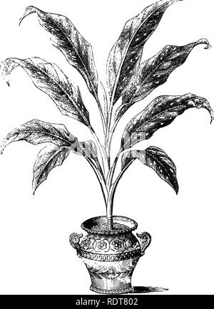 . Les parcs, promenades, &AMP ; Jardins de Paris, décrits et examinés en fonction des attentes de nos propres villes, et les jardins publics et privés. Jardins, Parcs. 274 L'USINE DÉCORATION D'APPARTEMENTS. sapida, la plupart des espèces du genre Caryota, Chamse- dorea amazonica et elatior, Chamserops Ekeis, palmier nain, l'Euterpe edulis guineensis, avec son très finement dentelées et feuillage gracieux ; Oreodoxa regia, les jeunes plants sont très fréquemment utilisés ; Phosnix pumila, Phoenix tenuis, fig. 112.. Dieffenbachia Baraquiniana. Ehapis flabelliformis, Thrinax argentea, T. elegans, Leop et Banque D'Images