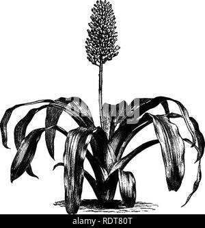 . Les parcs, promenades, &AMP ; Jardins de Paris, décrits et examinés en fonction des attentes de nos propres villes, et les jardins publics et privés. Jardins, Parcs. 268 L'USINE DÉCORATION D'APPARTEMENTS. de la canne à la parole on n'a rien vu mais le feuillage vert frais et formes gracieuses, fraîche engloutissant le fleurs ordinaire de nos serres, qui sont infiniment- plus attrayant lorsque ainsi mis dans la verdure de la nature qui est si abondant, et qui est toujours si abondants où ses charmes de la végétation sont les plus élevés. Une scène comme cela explique la prévalence o Banque D'Images