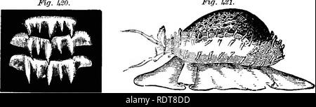 . Quatorze semaines en zoologie. Zoologie. 346 mollusques. SUBKINGDOM ing sa proie avec ses terribles induit (odontophora) ou dent- ruban, analogue à la bande d'une scie à chaîne, et ensemble avec les dents, adamantine, tranchant et a souligné que celles d'un requin. Mg. WJ.. Les dents des Murex. Cyprom tigris. J. Le Cyprseid3e(CAURIS) ont le manteau, dans de nombreuses espèces, couverts de filaments et le pied très développé. Les yeux sont près de la base des tentacules, et la dent-ruban est armé d'une série de dents puissantes. Le HarpidsB (harpe-coquilles) sont trouvés sur les rives de l'Ile Maurice, et sont r Banque D'Images