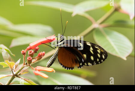 (Heliconius Hecale longwing hecale) Banque D'Images