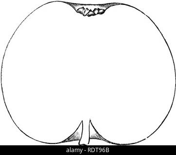 . L'Apple et ses variétés : être une histoire et description des variétés de pommes cultivées dans les jardins et les vergers de Grande-Bretagne. Les pommes. 98 La pomologie, etc. ont toujours été dynamité l'année prochaine, ou ; chancreux qui me fait penser que les anciens avaient une façon particulière de les élever, que nous avons perdu la connaissance de." Bien qu'il a été écrit d'une centaine et il y a cinquante ans, nous avons l'Kentish Pippin qui, bien qu'encore pas tellement activée culti, ou si bien connu maintenant comme alors, est néanmoins où elle existe aussi vigoureux et en bonne santé que jamais, il est. 149. R D'OR Banque D'Images