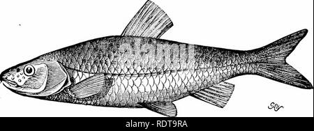 . Zoologie. Zoologie. Zoologie 166. À la suite de l'aéro-poisson est l'fiimily représenté par le gar d'argent ou de loi de Poisson-longirostrus {Belone Mitchill, fig. 21^). Le sucker [Eclieneis remora Linn.) se produit sur toute la côte des États-Unis, et se retrouve partout dans le. Fig. 209.-Le Grand Mulet, Seniotilus rhotheus, un cinquième de la taille naturelle. À partir de la Abbé. mer tropicale et subtropicale. Il est muni d'une large ventouse ovale sur le côté supérieur de la tête, par laquelle il annonce- heres à autre fisli ou même aux navires, et peut ainsi être trans- porté de longues distances. Un autre membre de la sensible. Veuillez Banque D'Images