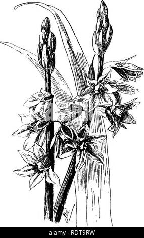 . L'ampoule du livre ; ou, pour les plantes tubéreuses et bulbe plein air, cuisinière, et les émissions, contenant des renseignements qu'à des descriptions, de la culture, la propagation, etc., de plantes de toutes les régions du monde ayant les oignons, bulbes, tubercules, rhizomes ou exclus (orchidées). Ampoules (plantes). Fig. OniUhogaium araMcum-2M.. Q.) ins. longue et grappes de grandes fleurs blanc crème sur des tiges de 1 à 2 m de hauteur en juin et juillet. Les anthères jaune vif et l'ovaire noir brillant sont remarquables fonctionnalités (Bot. Mag. t. 728.) car il est assez tendre, il est plus sûr de lever les bulbes en hiver dans des localités. C'est un Banque D'Images