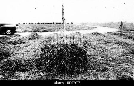 . L'arachide, la légumineuse imprévisibles ; un symposium. Arachides, arachides. 206 L'ARACHIDE-L'IMPRÉVISIBLE légumineuse. Figure 13.-pile d'Arachide environ un tiers terminé. La pile doit être ferme tout au long de à sommet plat et côtés droits jusqu'à ce que le recouvrement est fait.. Veuillez noter que ces images sont extraites de la page numérisée des images qui peuvent avoir été retouchées numériquement pour plus de lisibilité - coloration et l'aspect de ces illustrations ne peut pas parfaitement ressembler à l'œuvre originale.. Arant, F. S. (Frank Selman, 1904-) ; National Association d'engrais (1925- ) nourriture végétale Comité de recherche. Washington, Nat Banque D'Images