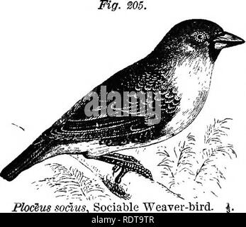 . Quatorze semaines en zoologie. Zoologie. 134 VEKTEBRATA SUBKINGDOM.. PlocZus^ à sodus Sociable Weaver-oiseau. struct dans un arbre, un énorme toit en pente, imperméable à la pluie. Sous cette, côte à côte, chaque femme fait son nid, trois ou quatre pouces de diamètre, le tissage à la toiture Une fois terminée, la surface inférieure de l'umbrel- la-comme la structure apparaît par- forated par de petites ouvertures, comme les cellules d'une abeille-ruche, tous les oiseaux qui vivent ensemble en parfaite harmonie. ParadiseidEe.- Le cochon. 206. Paradis-oiseaux sont na- tives de nouveau Gruinea et les îles adjacentes. L'apoda * (sans pied) est le plus beau Banque D'Images