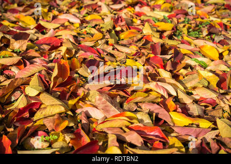 Les feuilles tombées colorés couvrant le sol ; pour l'automne en arrière-plan Banque D'Images