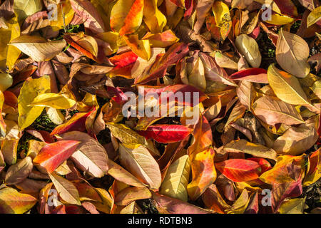 Les feuilles tombées colorés couvrant le sol ; pour l'automne en arrière-plan Banque D'Images