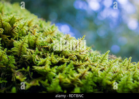 Close up of moss couvrant un tronc d'arbre, Santa Cruz Mountains, baie de San Francisco, Californie Banque D'Images