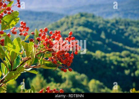 Toyon rouge vif (Heteromeles) petits fruits, collines et vallées couvertes de forêts en arrière-plan, les montagnes de Santa Cruz, San Francisco Bay area, Californ Banque D'Images