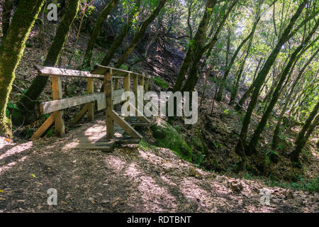 Pont en bois étroite sur un sentier de randonnée, Castle Rock State Park, Santa Cruz Mountains, baie de San Francisco, Californie Banque D'Images