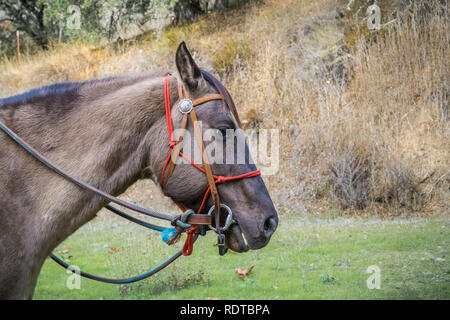 American quarter horse portrait, Californie Banque D'Images