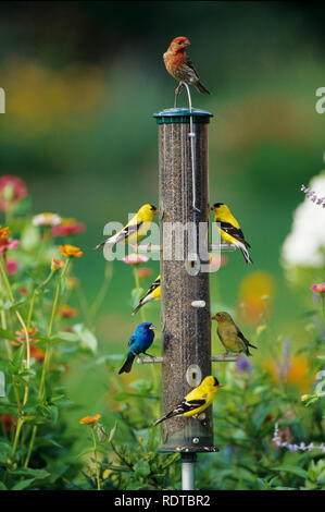 00585-01210 House Finch, chardonnerets américains et le Passerin indigo sur thistle convoyeur, Marion Co. IL Banque D'Images