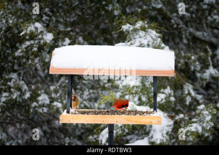 00585-03415 Le Cardinal rouge (Cardinalis cardinalis) mâle et femelle sur le plateau convoyeur en hiver, Marion Co. IL Banque D'Images