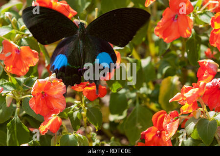 Paris Peacock (Papilio paris hermosanus) swallowtail butterfly survole Busy Lizzie (Impatiens walleriana), aka, baumier sultana fleur, Taiwan Banque D'Images
