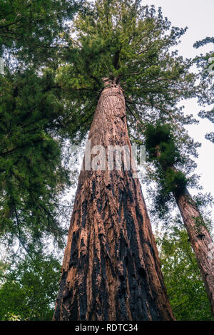 Grand arbre Redwood (Sequoia sempervirens), Big Basin State Park, Santa Cruz Mountains, baie de San Francisco, Californie Banque D'Images