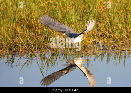 00697-01109 Aigrette tricolore (Egretta tricolor) d'alimentation et de traîner les pieds humides Viera comportement Brevard Comté, FL Banque D'Images