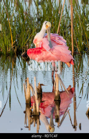 00707-01109 (Roseate Spoonbill Platalea ajaja) se lisser les zones humides Viera Brevard Comté FL Banque D'Images