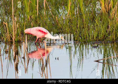 00707-01013 (Roseate Spoonbill Platalea ajaja) alimentation Viera Wetlands Brevard Comté FL Banque D'Images