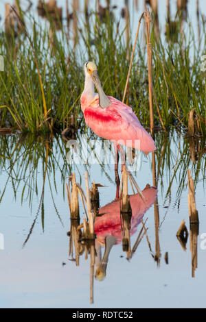 00707-01117 (Roseate Spoonbill Platalea ajaja) se lisser les zones humides Viera Brevard Comté FL Banque D'Images