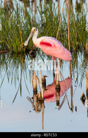 00707-01204 (Roseate Spoonbill Platalea ajaja) Zones humides Viera Brevard Comté FL Banque D'Images