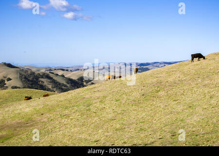 Le pâturage du bétail sur les collines de Sunol Regional Wilderness, baie de San Francisco et la ville en arrière-plan, en Californie Banque D'Images